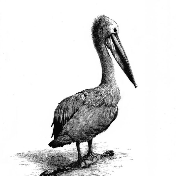 Pelican-pen-&-ink-A4
