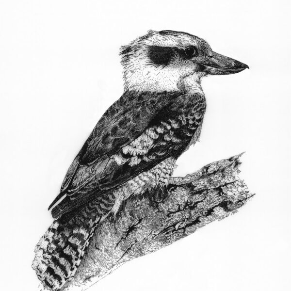 Kookaburra- Pen and Ink
