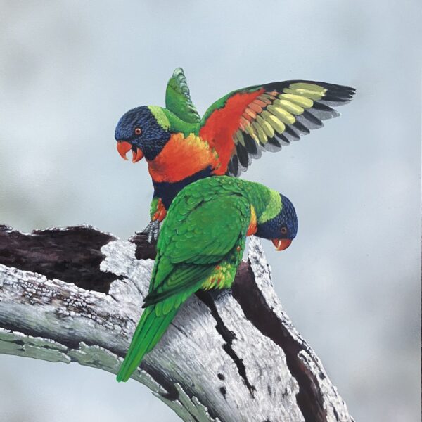 Rainbow Lorikeet Rainbow Lorikeet